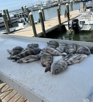 Gulf Shores sheepshead making for excellent table fare!