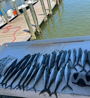 Spanish Mackerel success in Gulf Shores waters!