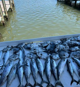 Loaded Spanish Mackerel and Permit haul