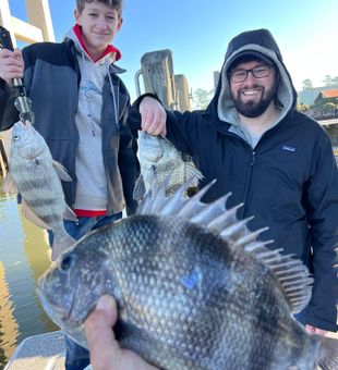 Pumped Sheepshead action in Homosassa!