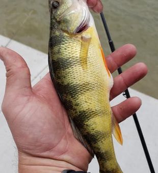Perch Fishing