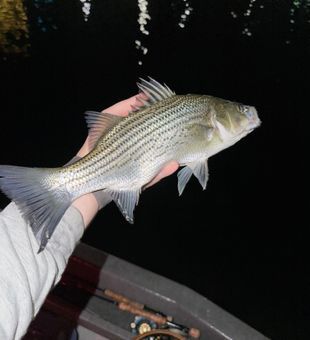 Nice striped bass from Kingston GA waters!