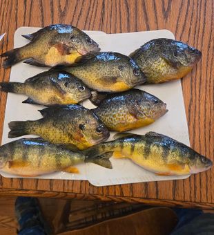 Perfecting fly fishing skills for Crappie on a Lake Erie PA guide adventure.