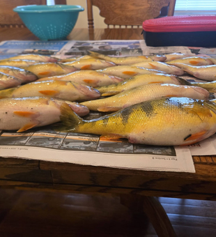 Beautiful American Yellow Perch from North East PA waters!