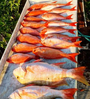 Vibrant Snapper Stack - Islamorada, FL.