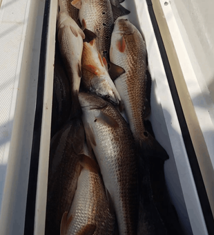 Redfish Fishing in New Orleans!