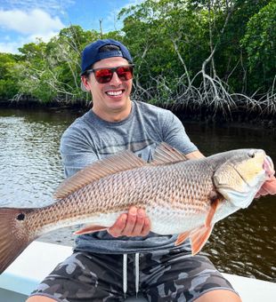 Redfish runs in the mangroves!