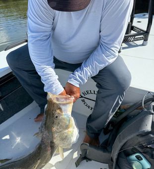 Oversized Snook—pure muscle.