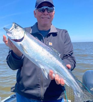 Beautiful Duluth Chinook salmon ready for the net!