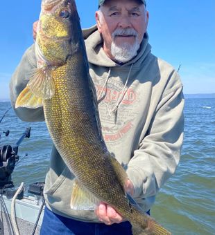 Beautiful Duluth walleye ready for the cooler!