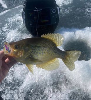 Kept enough for dinner.