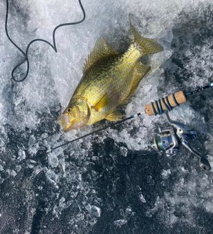 Caught some dandies!  Didn’t catch many.  