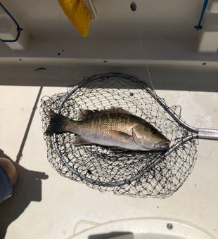 Grey snapper ready for the cooler in Key Largo!