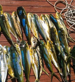 Beautiful Mahi Mahi haul from Key Largo waters!