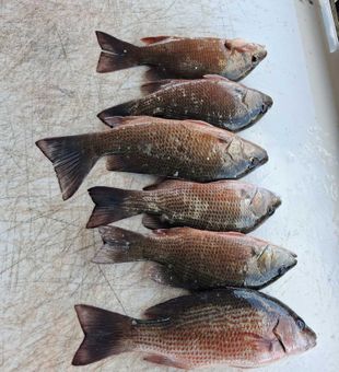 Grey snapper success in Port Orange waters!