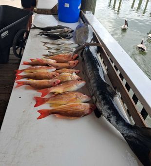 Lane snapper fishing success in Port Orange waters!