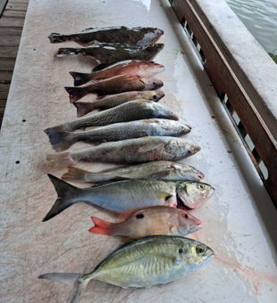 Blue Runner, Bluefish, Lane and Grey Snapper from Port Orange!
