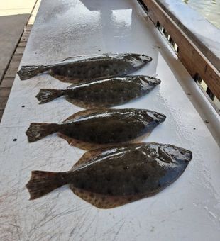 Port Orange flounder fishing delivers excellent results!
