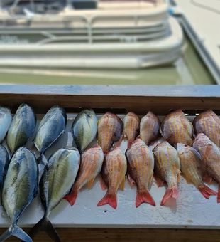 Beautiful lane snapper haul from Port Orange waters!