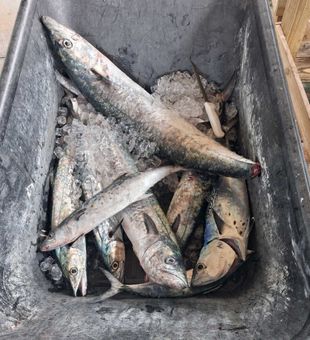 King and Spanish Mackerel success in Port Orange!