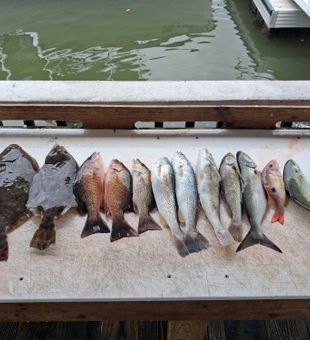 Mixed bag of Southern Flounder, Bluefish, Grey Snapper, and Squeteague!