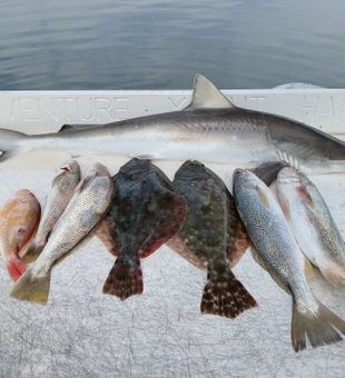 Mixed bag featuring shark, flounder, and snapper from Port Orange!