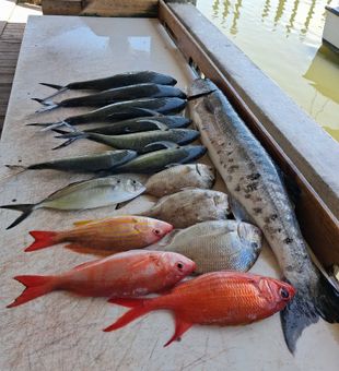 Blue Runner, Lane Snapper, and Great Barracuda from Port Orange!