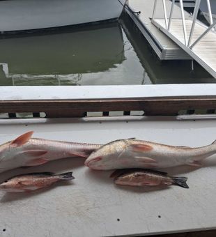 Port Orange redfish and grey snapper hitting the deck!