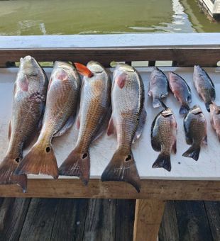 Port Orange redfish and grey snapper making memories!