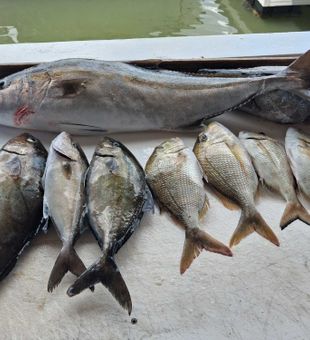 Longfin yellowtail and greater amberjack from Port Orange waters!