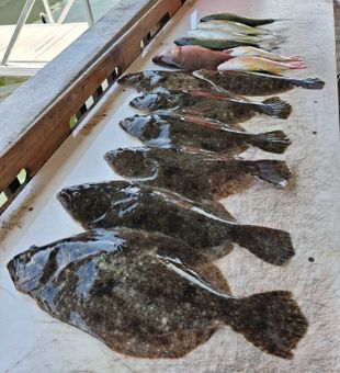 Outstanding summer flounder haul from Port Orange waters!