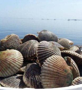 Fresh Crystal River scallops ready for the kitchen!