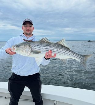 Striped bass close to home