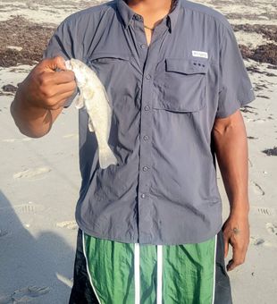 Nice kingcroaker from the Melbourne FL surf!
