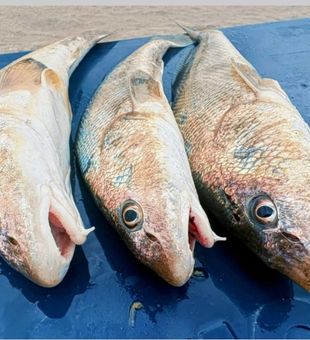 Southern Kingcroaker and Redfish caught in Melbourne FL waters!