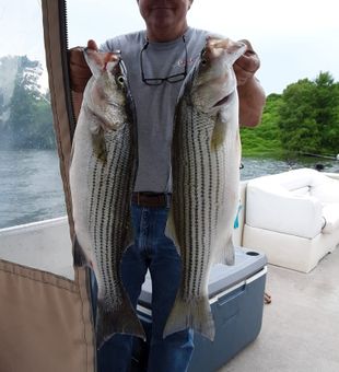 Trophy Striped Bass in Lake Moultrie