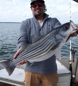 Caught Striped Bass in Santee Cooper Lake