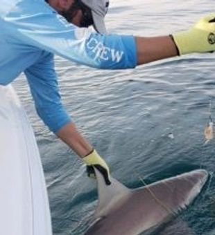 Sharks from Sarasota
