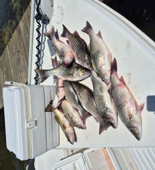 Loaded up on striped bass!
