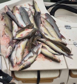 Excellent blue catfish haul from Willis TX waters!