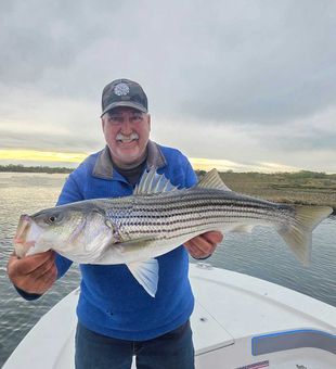 Beautiful Milford CT striped bass from today's trip!
