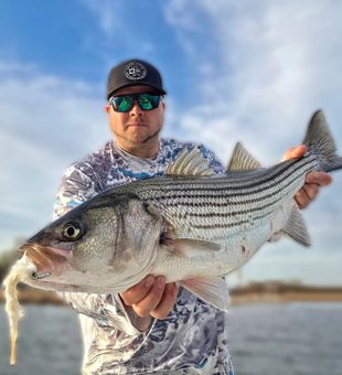 CT Striper action! Line screaming & reel smoking.