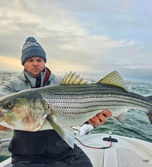 Impressive striped bass on the boat