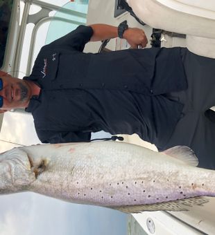 Massive Galveston Bay speckled trout landed