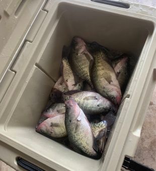 Cooler packed with fresh Crappie catch!