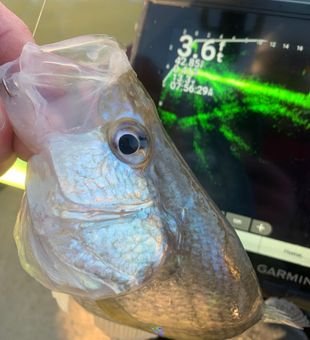 Nice catch on the sonar in Rogers AR!