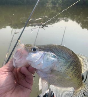 Sharp crappie catch on calm water.