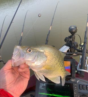 Bright crappie caught with precision gear.