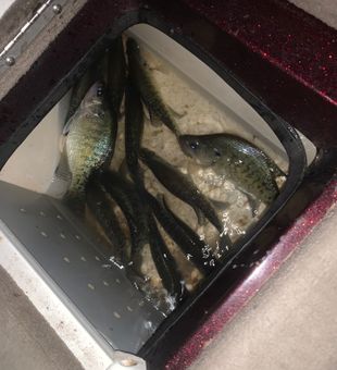 Great day on the water in Rogers AR!