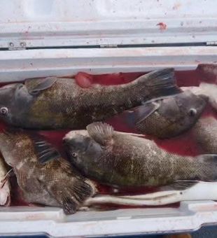 Newport haul: bass and black seabass